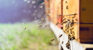 The desert-native ingredient used by vegan formulators and bee lovers.